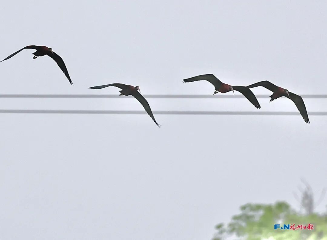 国家一级保护动物！9只彩鹮现身福州！为近年来数量之最