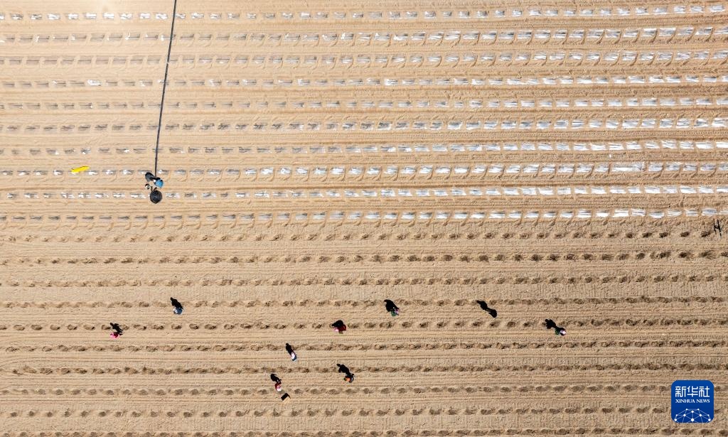 荒滩戈壁播种“绿宝石”