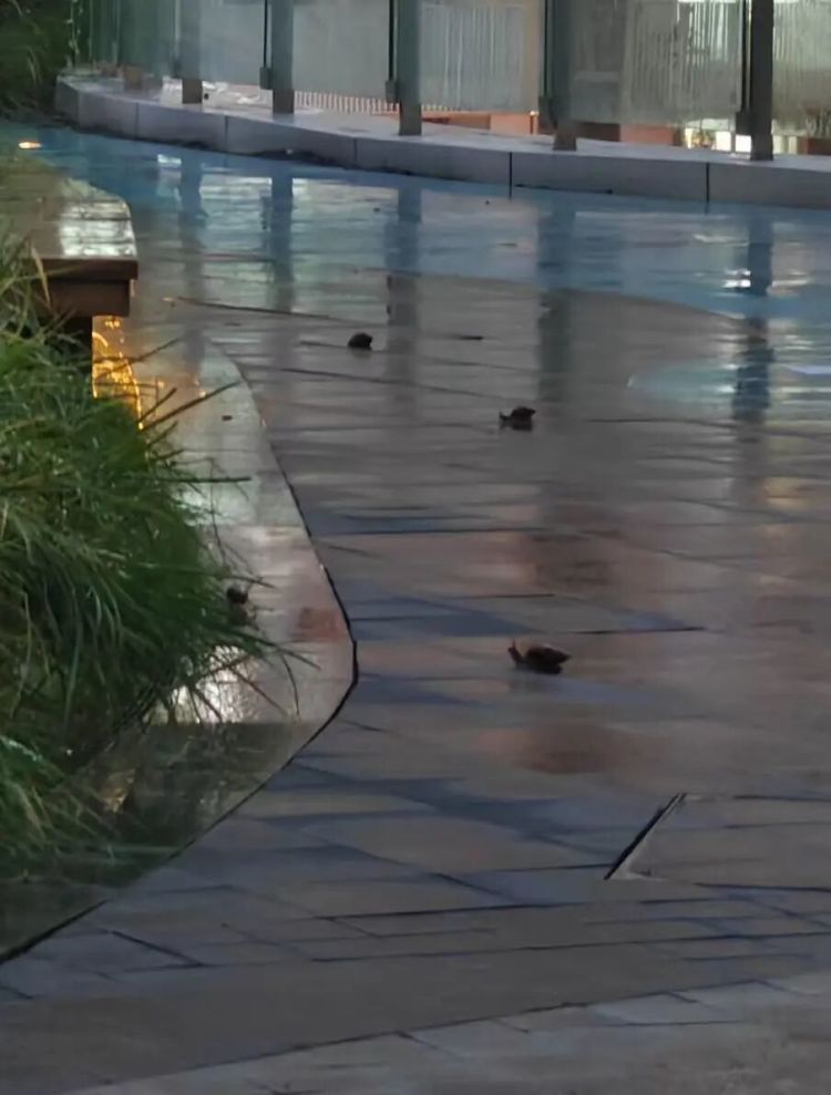 广东暴雨后巨型蜗牛泛滥！专家提醒：千万别摸别吃，一只携带上百条寄生虫可致脑膜炎