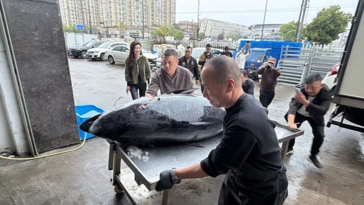 市值超10万！浙江渔民捕获2条“巨无霸”金枪鱼，已运抵台州