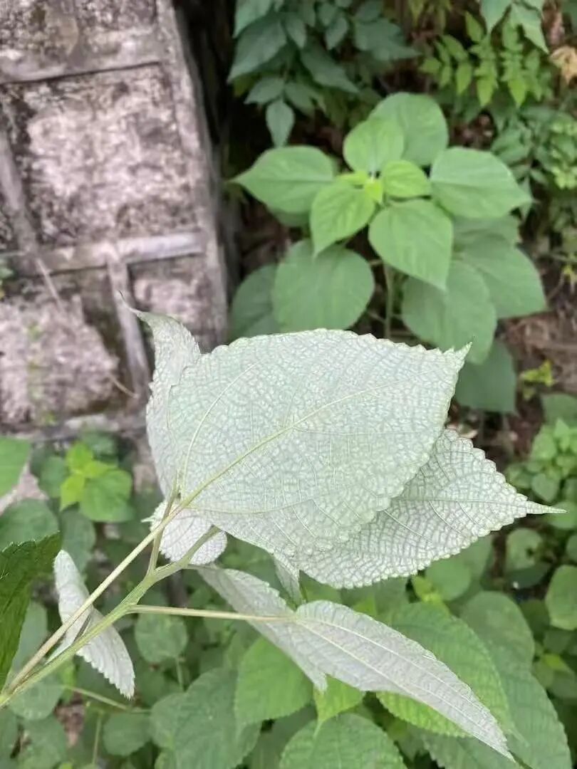 吃了几十年才发现根本不是同款？杭州很多人一直分不清