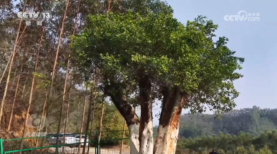 焦点访谈|深化殡葬改革 书写移风易俗民生答卷 焦点访谈|深化殡葬改革 书写移风易俗民生答卷