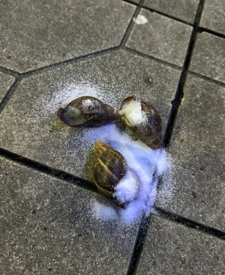 广东暴雨后巨型蜗牛泛滥！专家提醒：千万别摸别吃，一只携带上百条寄生虫可致脑膜炎