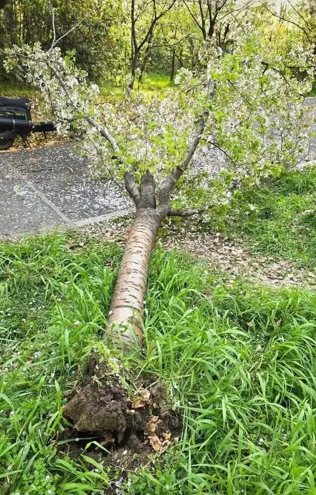上海一游客爬上樱花树拍照，把树给压倒了；网友：想到树枝会断，没想到整棵树给干倒