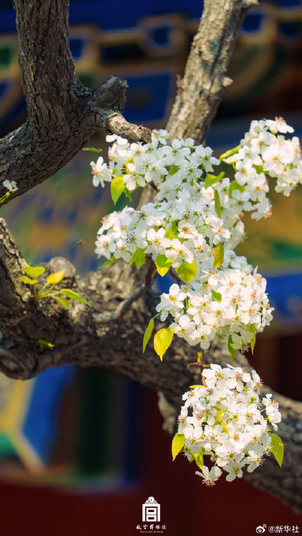 故宫春日壁纸又上新了