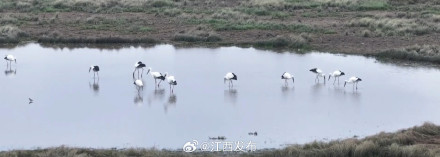 今年首批报到！30余只东方白鹳在鄱阳湖“安家”