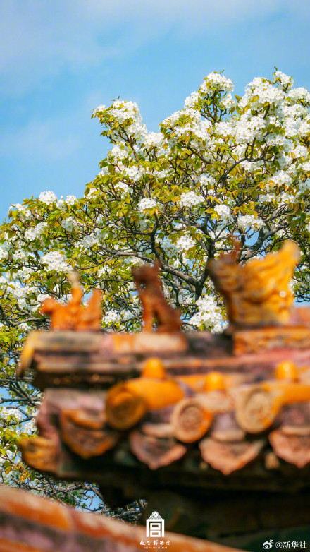 故宫春日壁纸又上新了