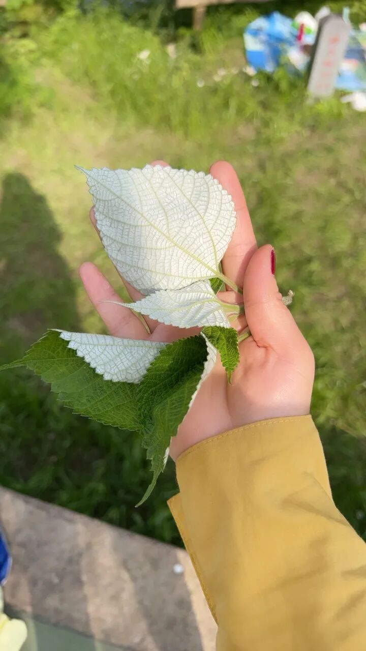 吃了几十年才发现根本不是同款？杭州很多人一直分不清