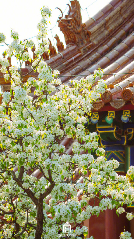 清新淡雅！当白色梨花融入故宫配色