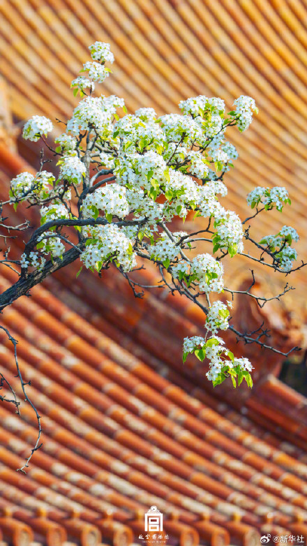 故宫春日壁纸又上新了