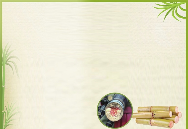 “清明蔗，毒过蛇” 春季吃甘蔗 当心“隔年蔗”