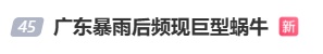 广东暴雨后巨型蜗牛泛滥！专家提醒：千万别摸别吃，一只携带上百条寄生虫可致脑膜炎