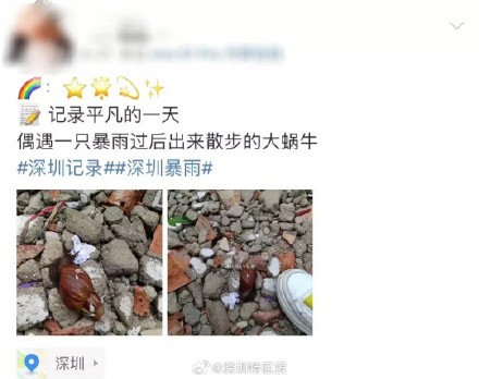 深圳暴雨后频现非洲大蜗牛