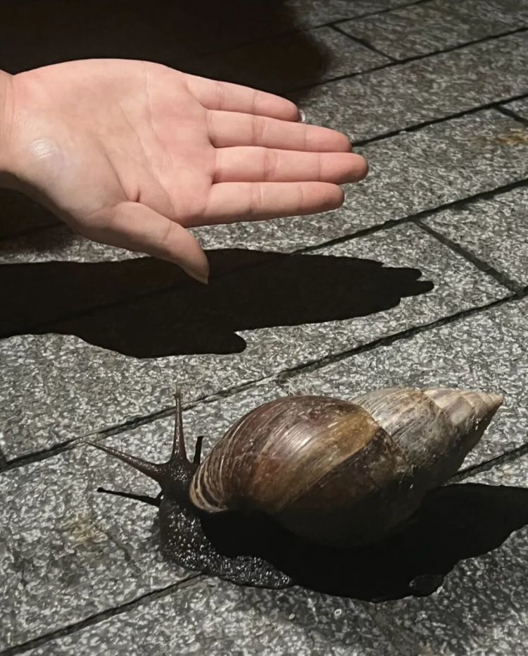 广东暴雨后巨型蜗牛泛滥！专家提醒：千万别摸别吃，一只携带上百条寄生虫可致脑膜炎