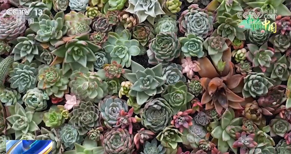 “赏花经济”澎湃文旅消费新动能 “花好常开”让乡村振兴绽放无限可能