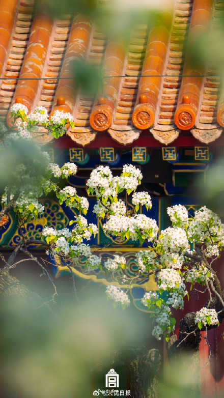 一键收藏！你的春日壁纸故宫承包了