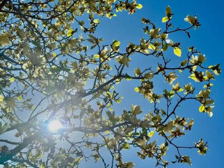 黄玉兰迎盛花期，京城春日赏景正当时