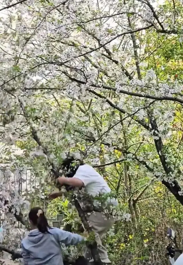 上海一游客爬上樱花树拍照，把树给压倒了；网友：想到树枝会断，没想到整棵树给干倒