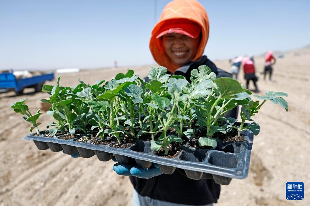 荒滩戈壁播种“绿宝石”
