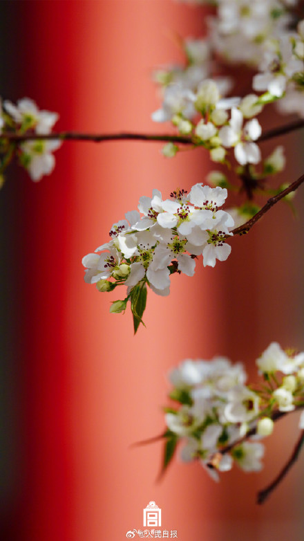 一键收藏！你的春日壁纸故宫承包了