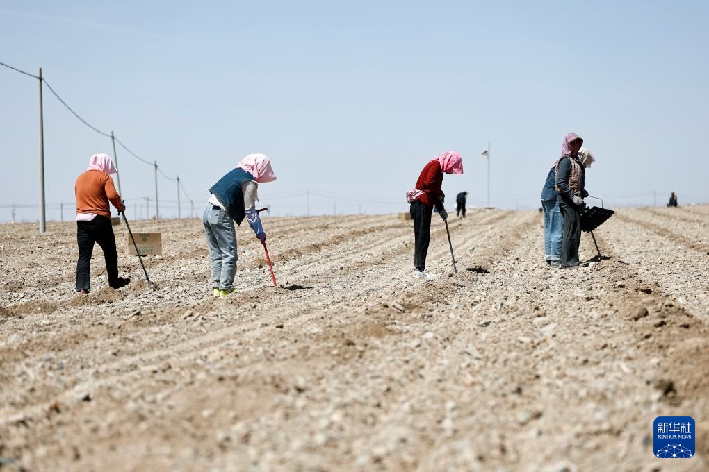 荒滩戈壁播种“绿宝石”
