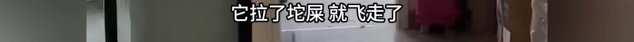 浙江一住户窗玻璃被“林中仙子”白鹇撞破，房主：它留下一坨粪便后飞走了
