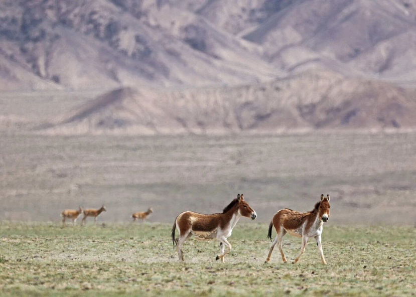 新疆若羌县阿尔金山自然保护区生态警务工作站正式挂牌