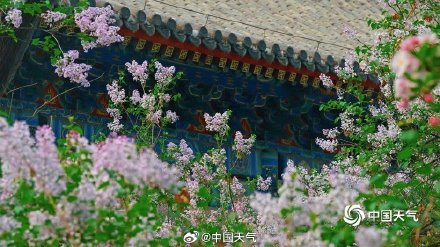 春韵悠长！北京法源寺丁香盛放古刹凝香