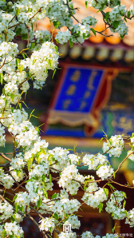 故宫春日壁纸又上新了