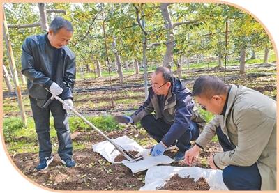一个苹果，何以成为致富果？