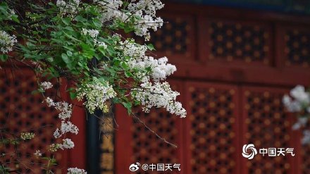 春韵悠长！北京法源寺丁香盛放古刹凝香