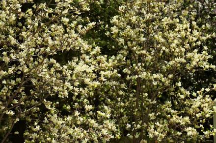 黄玉兰迎盛花期，京城春日赏景正当时