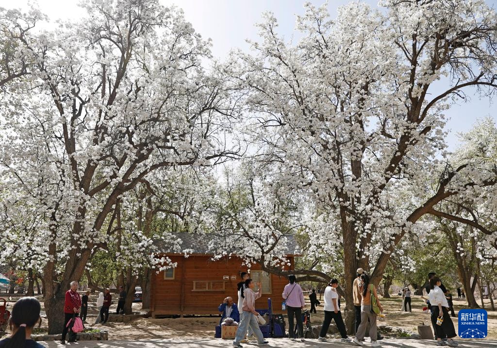 黄河岸边赏百年梨花