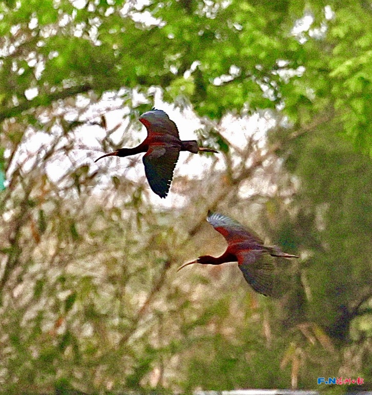 国家一级保护动物！9只彩鹮现身福州！为近年来数量之最