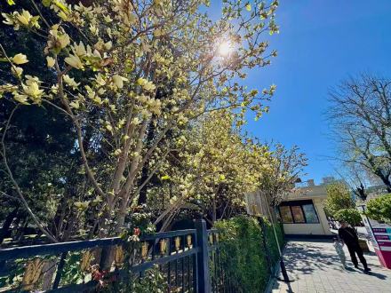 黄玉兰迎盛花期，京城春日赏景正当时