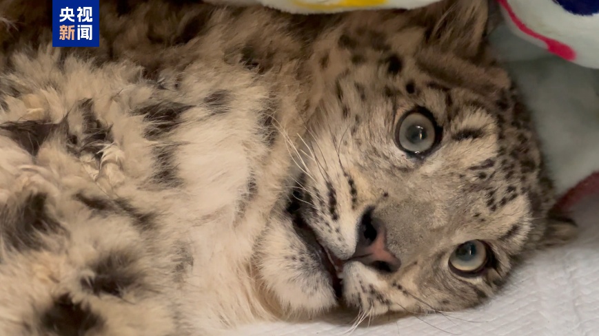 又一只雪豹幼崽获救 “凌小明”伤势好转但尚未脱险