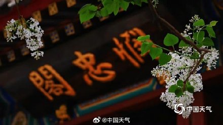 春韵悠长！北京法源寺丁香盛放古刹凝香