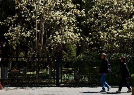 黄玉兰迎盛花期，京城春日赏景正当时