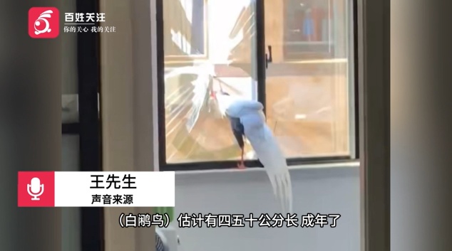 浙江一住户窗玻璃被“林中仙子”白鹇撞破，房主：它留下一坨粪便后飞走了