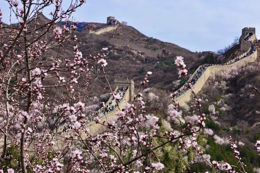 白天赏花，晚上看戏！北京春天就该这么玩→
