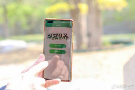 古树名木+优质景观树!北京首次开展全市范围树木认养 古树名木+优质景观树!北京首次开展全市范围树木认养