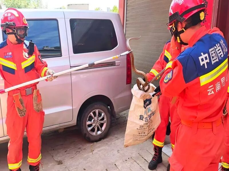 3岁女童被毒蛇咬伤，“假死”3天后奇迹生还！紧急提醒：已进入高发期，警惕！