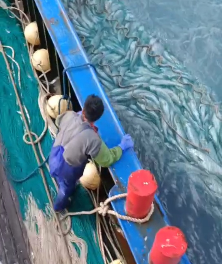 市值超10万！浙江渔民捕获2条“巨无霸”金枪鱼，已运抵台州