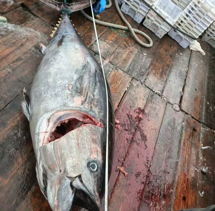 市值超10万！浙江渔民捕获2条“巨无霸”金枪鱼，已运抵台州