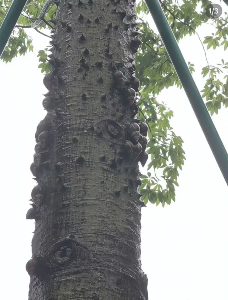 广东暴雨后巨型蜗牛泛滥！专家提醒：千万别摸别吃，一只携带上百条寄生虫可致脑膜炎