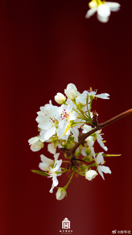 故宫春日壁纸又上新了