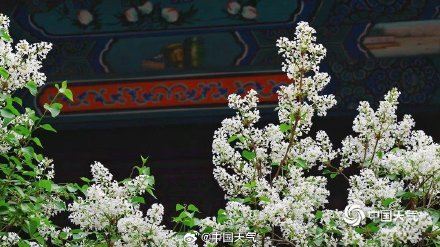 春韵悠长！北京法源寺丁香盛放古刹凝香