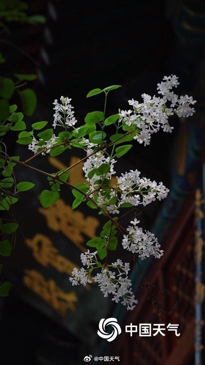 春韵悠长！北京法源寺丁香盛放古刹凝香