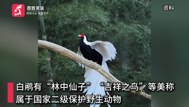 浙江一住户窗玻璃被“林中仙子”白鹇撞破，房主：它留下一坨粪便后飞走了