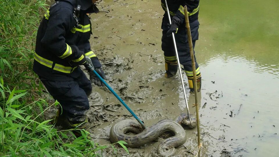广东一40斤大蟒蛇潜入村民鱼塘开餐,偷鱼未遂后连忙躲进草丛,被消防人员当场揪出 广东一40斤大蟒蛇潜入村民鱼塘开餐,偷鱼未遂后连忙躲进草丛,被消防人员当场揪出
